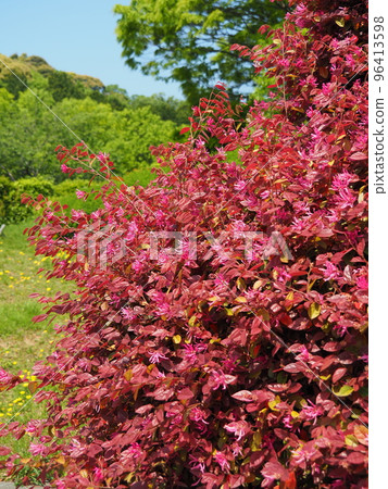 Bright red witch hazel in spring Bright red witch hazel in spring 96413598