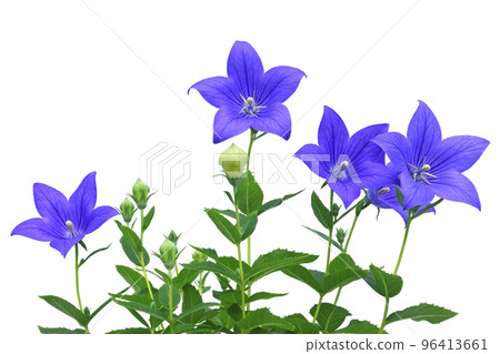 Kikyo flower, one of the seven autumn herbs (fix photo) Kikyo flower, one of the seven autumn herbs (fix photo) 96413661