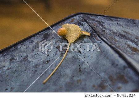 Gingko tree with leaves at Reishoji Temple (Ohatsuki Ginkgo) Omachi City, Nagano Prefecture 96413824