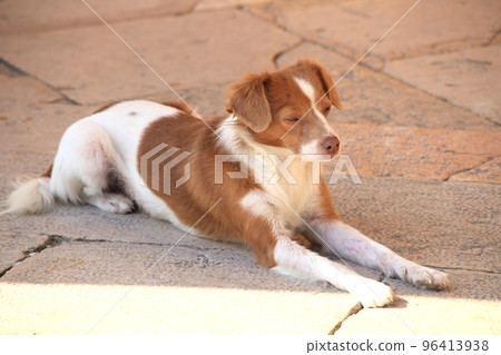a sleepy dog resting in sunshine  96413938
