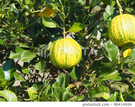 A splendidly ripened shimadaidai (earth citrus) A splendidly ripened shimadaidai (earth citrus) 96414084