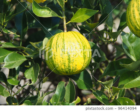 A splendidly ripened shimadaidai (earth citrus) A splendidly ripened shimadaidai (earth citrus) 96414094