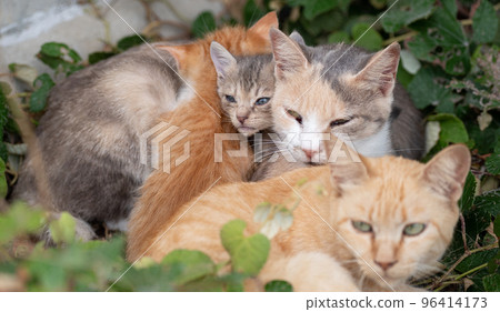 cute cat family 96414173