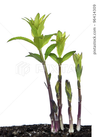 Bellflower buds global warming (fix photography) 96414309