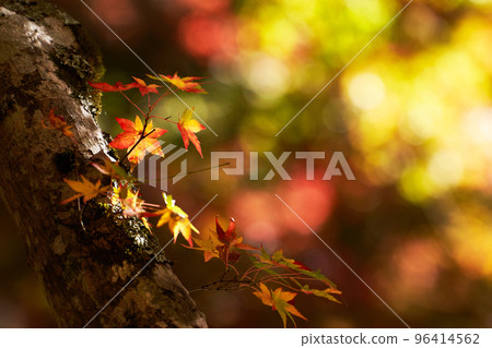 Maple leaves dyed red and light shining through Maple leaves dyed red and light shining through 96414562