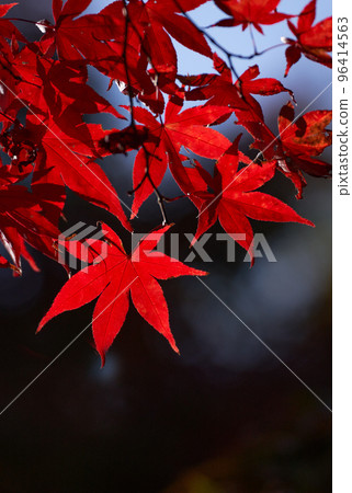 Maple leaves dyed red and light shining through 96414563