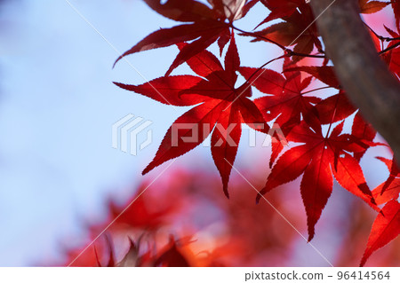 Maple leaves dyed red and light shining through Maple leaves dyed red and light shining through 96414564