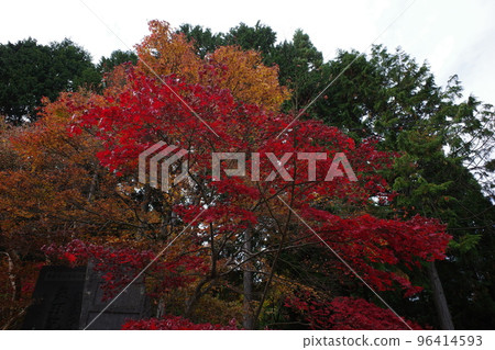 山的秋葉 山的秋葉 96414593