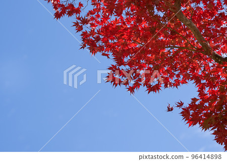 染紅的楓樹和藍天復制空間 染紅的楓樹和藍天復制空間 96414898