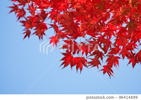 染紅的楓樹和藍天復制空間 染紅的楓樹和藍天復制空間 96414899