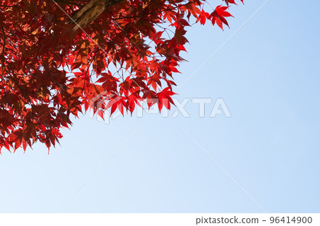 染紅的楓樹和藍天復制空間 染紅的楓樹和藍天復制空間 96414900