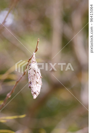 Bagworms that have plummeted Bagworms that have plummeted 96415064