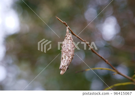 暴跌的蟲 96415067