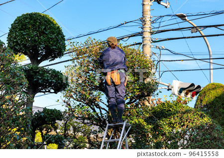Female gardener pruning standing trees in the garden 96415558