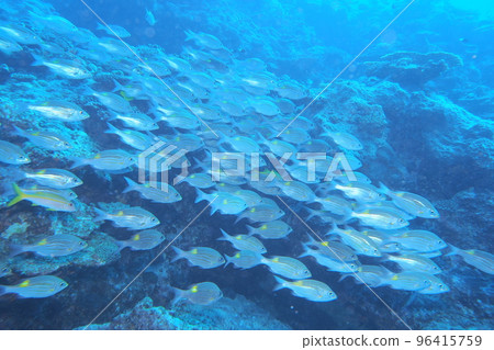 鋸鰩群沖繩海域水下照片 96415759