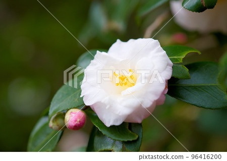 白色山茶花 白色山茶花 96416200