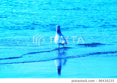 彩色海浪鳥海鷗(2022年11月註冊) 彩色海浪鳥海鷗(2022年11月註冊) 96416235