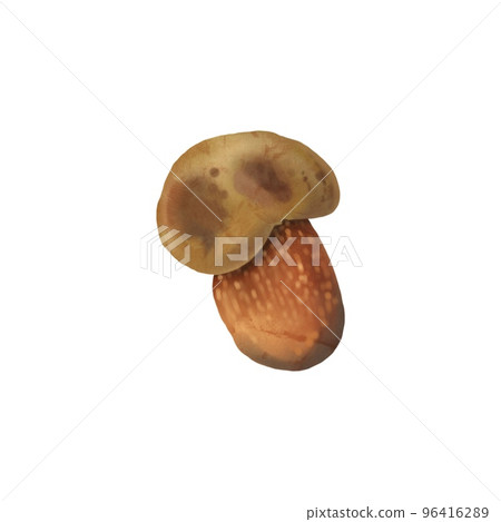 Watercolor realistic mushroom lurid bolete. illustration Suillellus luridus. Boletus luridus 96416289