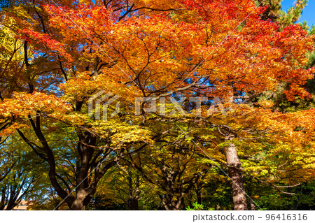 秋天在札幌市和北海道大學看到的紅色和黃色的彩色秋葉 秋天在札幌市和北海道大學看到的紅色和黃色的彩色秋葉 96416316
