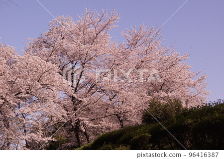 Full bloom cherry blossoms 96416387