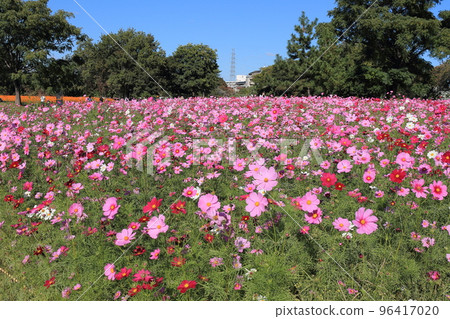 Muko River Cosmos Garden 96417020