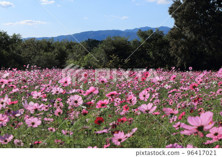 Muko River Cosmos Garden 96417021