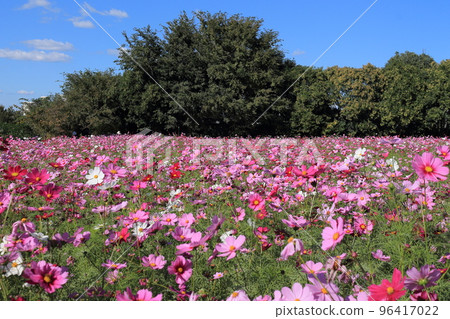 Muko River Cosmos Garden 96417022