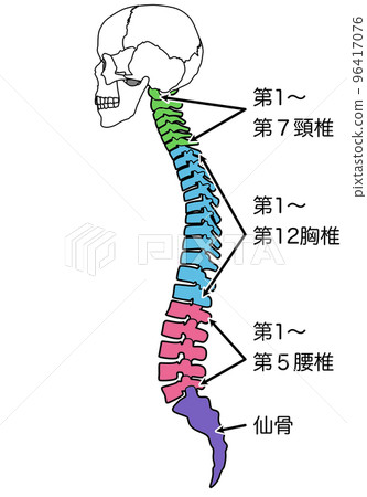 頭骨、脊柱、骶骨 頭骨、脊柱、骶骨 96417076
