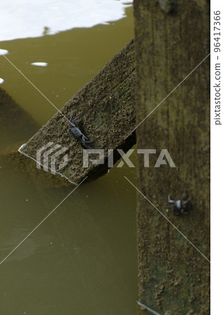 A black crab clinging to a pier in the Shimajiri mangrove forest 96417366