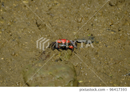 Green fiddler crab in Shimajiri mangrove forest Green fiddler crab in Shimajiri mangrove forest 96417393