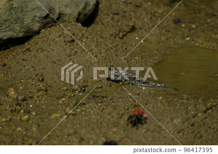 Mudskipper in Shimajiri mangrove forest Mudskipper in Shimajiri mangrove forest 96417395