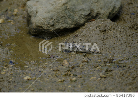 Mudskipper in Shimajiri mangrove forest 96417396