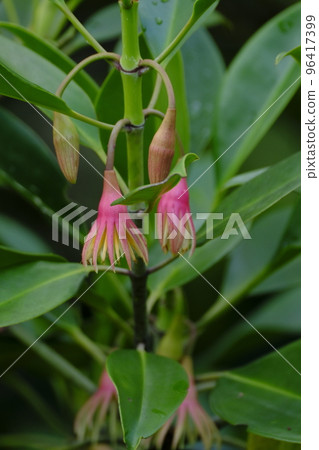 Mangrove mangrove forest of Shimajiri Mangrove mangrove forest of Shimajiri 96417399