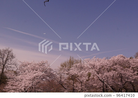 櫻花盛開，春天盛開，尾跡 96417410