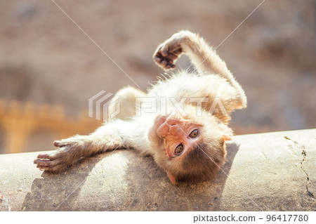big and nice gray monkey in jaipur 96417780