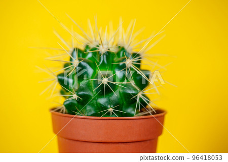 green cactus in a brown pot on a yellow background 96418053