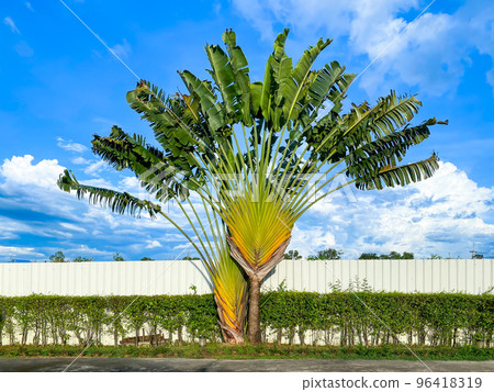 Traveller's tree or traveller's palm crown with cloudy sky on bacground 96418319