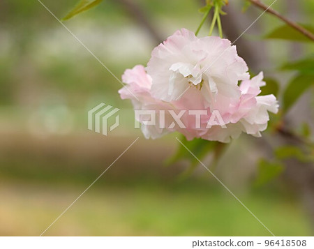 淡粉色重瓣櫻花特寫 96418508