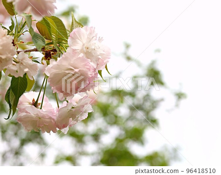 Close-up of pale pink double cherry blossoms Close-up of pale pink double cherry blossoms 96418510