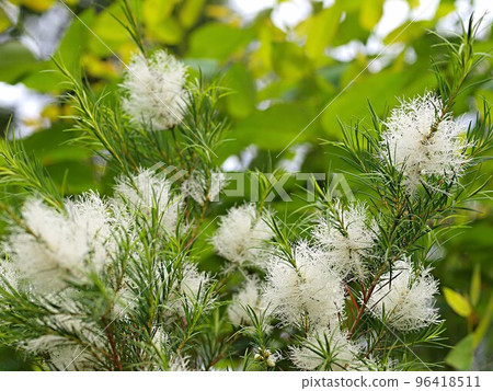 白千層花 96418511