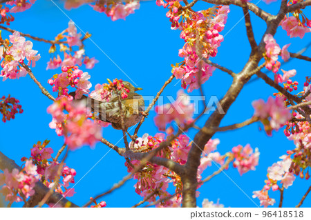 [Shizuoka Prefecture] February: Kawazu cherry blossoms in full bloom with blue skies 96418518