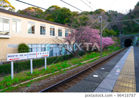[Shizuoka Prefecture] February: Imaihama Kaigan Station on the Izukyu Line, Kawazu Sakura 96418787