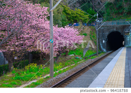 [Shizuoka Prefecture] February: Imaihama Kaigan Station on the Izukyu Line, Kawazu Sakura 96418788