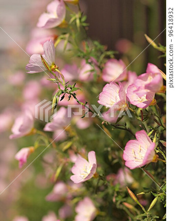 Hiruza 啄木鳥的花叢 Hiruza 啄木鳥的花叢 96418932