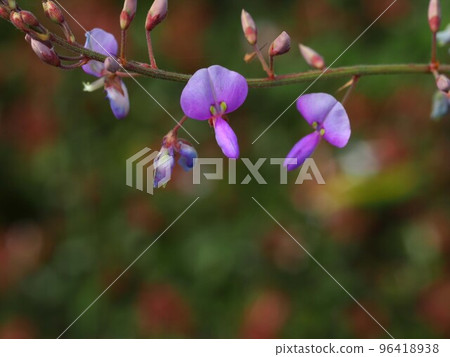 Aretinus phlox flowers and copy space Aretinus phlox flowers and copy space 96418938