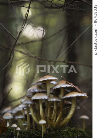 Mushrooms Common Sulphurhead, Hypholoma fasciculare. 96419038