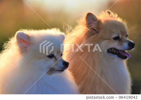 Pomeranian 96419042