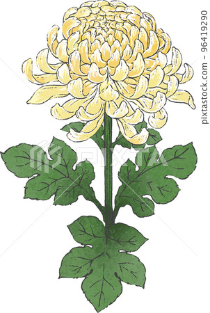 手繪菊花插畫 96419290
