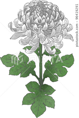 手繪菊花插畫 手繪菊花插畫 96419291