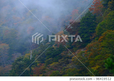 紅葉12(德島縣美馬郡木谷平) 紅葉12(德島縣美馬郡木谷平) 96419512